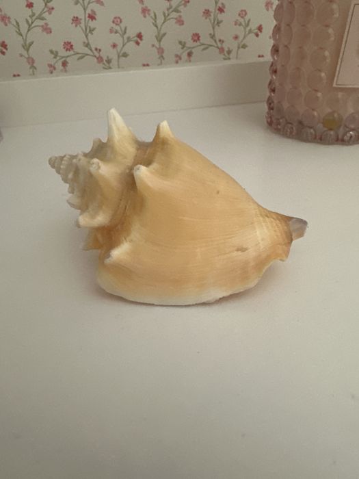 Ракушка декор