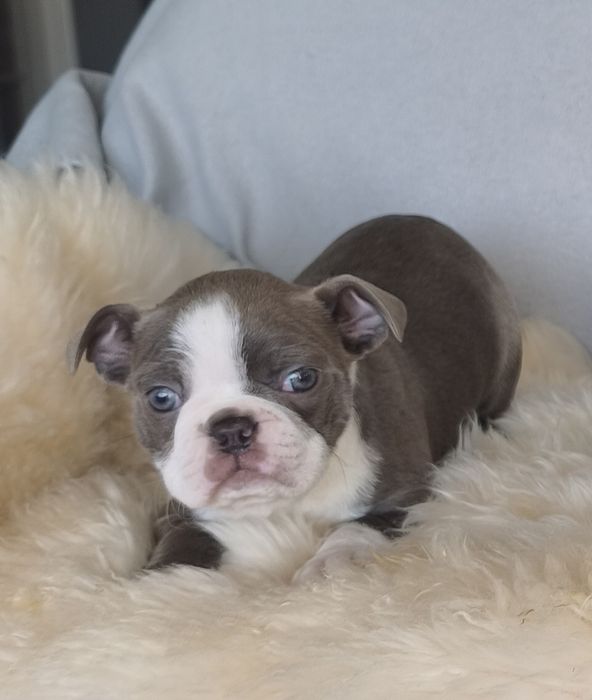 Boston Terrier śliczna kolorowa  suczka.