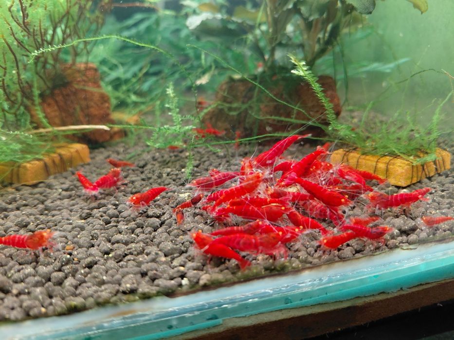 Krewetki red devil oe