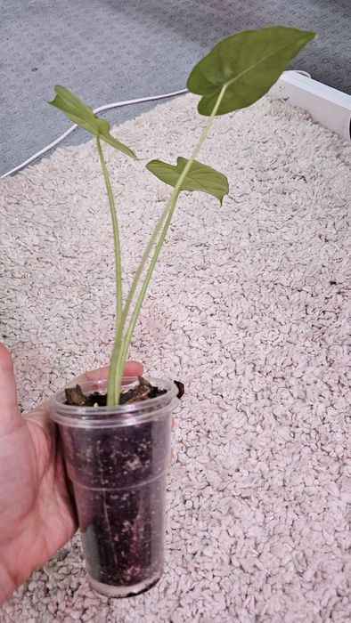 Алоказия Гагеана ауреа Голден бон, Кукулата  Голден