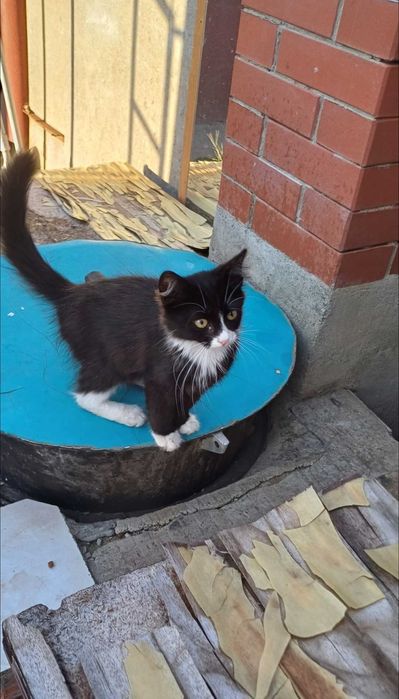 Котята в ответственные, добрые, любящие руки.