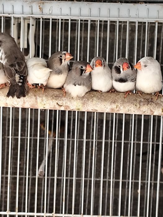 Várias mutações de Mandarins