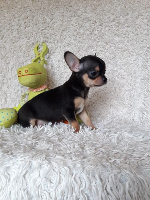 Chihuahua suczka bardzo malutka