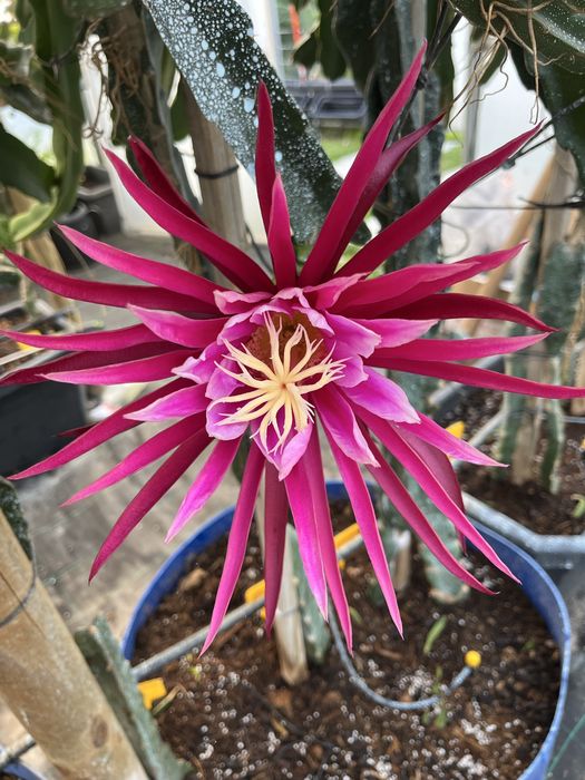 Mudas pitaya  autopolinizante com raiz