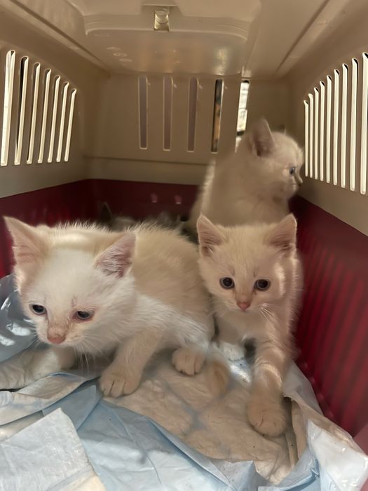 Віддам котенят у добрі руки