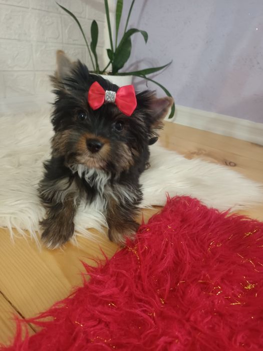 Yorkshire Terrier mini sunia