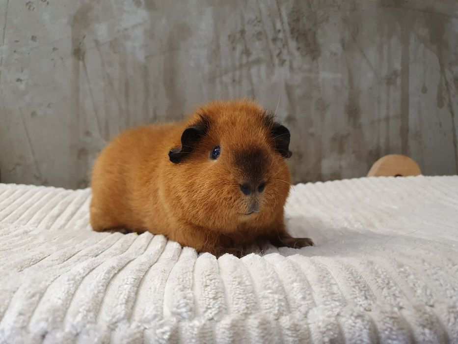 Świnka morska Us Teddy Samiec california