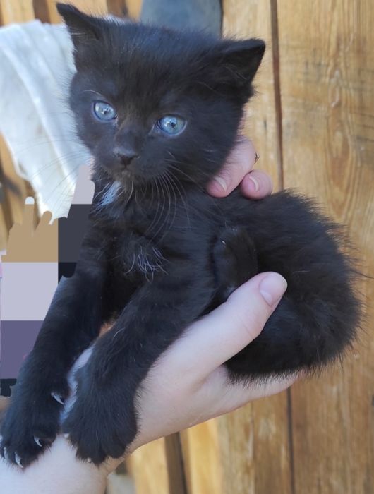 Котик 1,5 міс безкоштовно