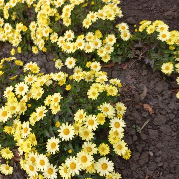 Хризантеми  мультифлора.