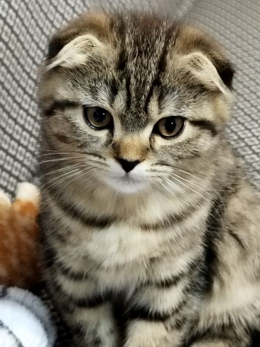 Очаровательные Шотландские котята