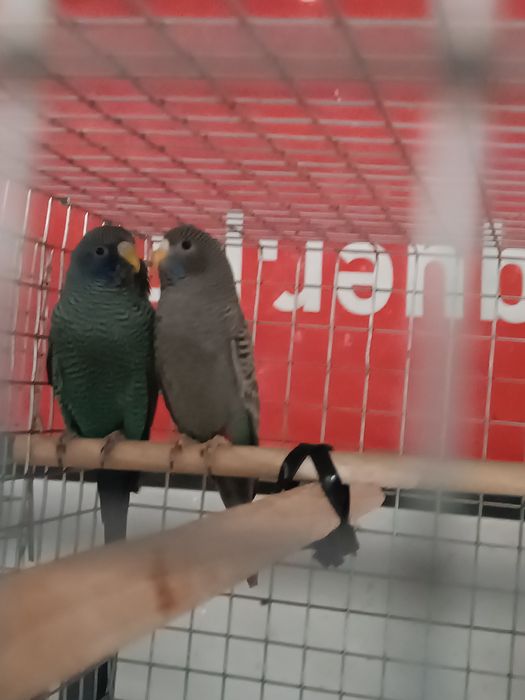 Blackface e Portadores