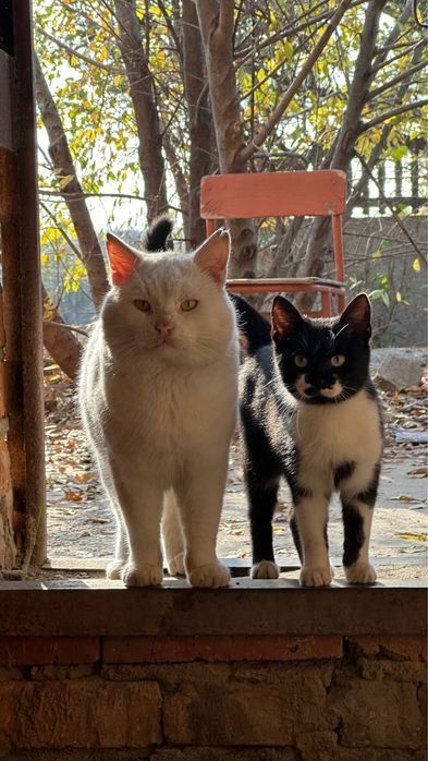 Котик шукає нову родину