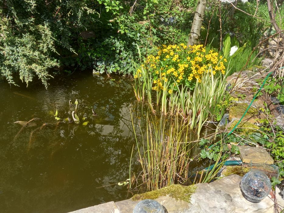 Lilie wodne z mojej uprawy i nie tylko