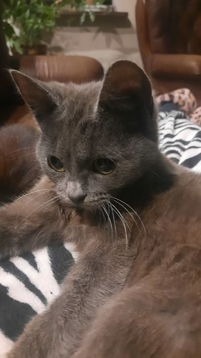 Віддам у добрі руки