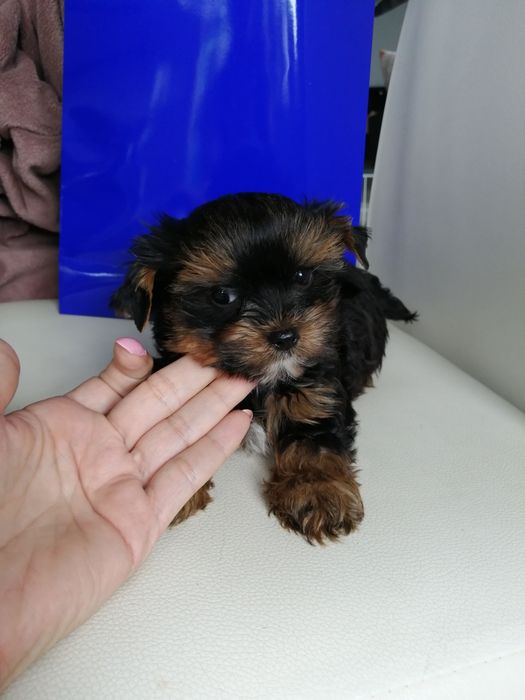 Yorkshire Terrier York szczeniaczek  maluszek