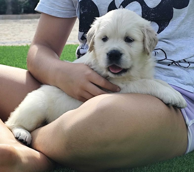 Golden Retriever