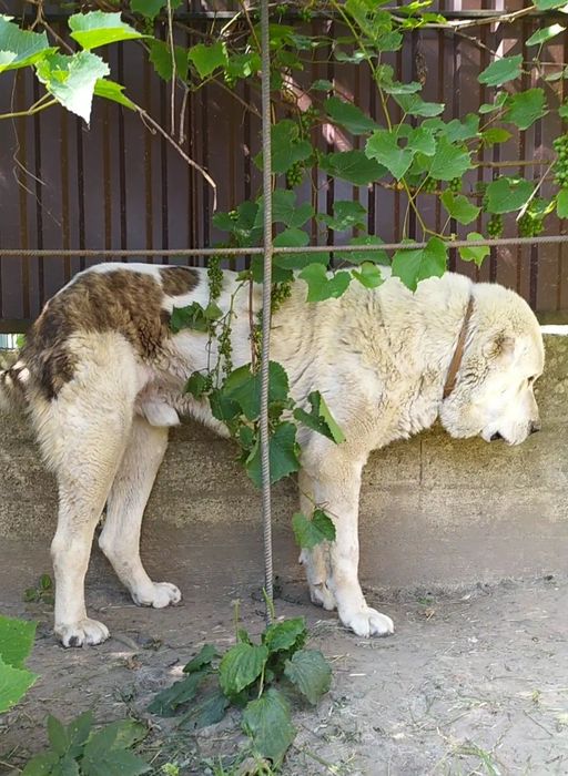 Алабай САО кобель на в'язку