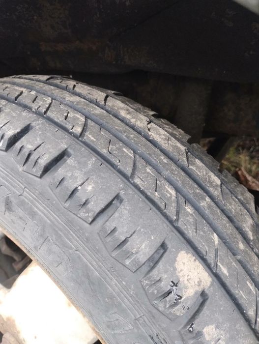 Газель тентована