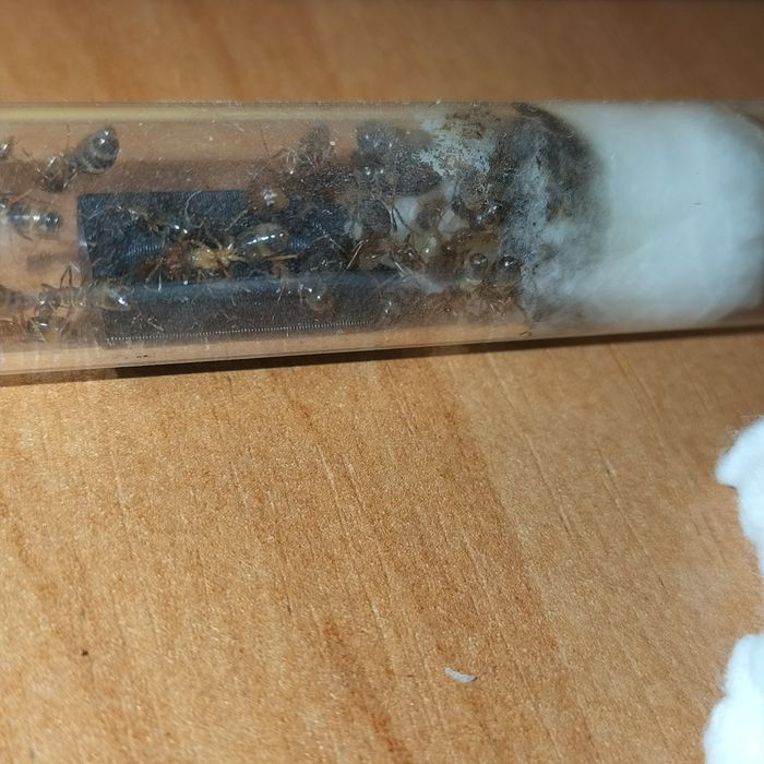 Mrówki Camponotus Maculatus Subnudus