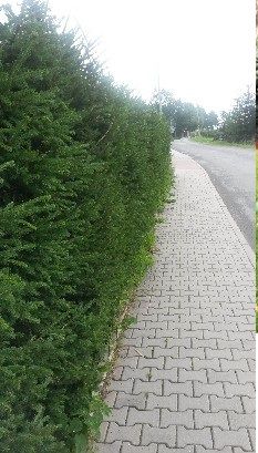 Tuja szmaragd, brabant 180-200cm , dowozimy, sadzimy , tuje do 250cm