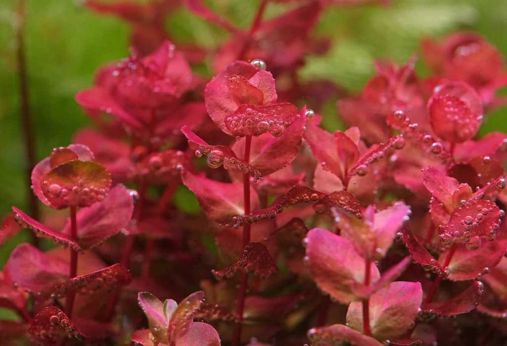 Roślina akwariowa Rotala macrandra