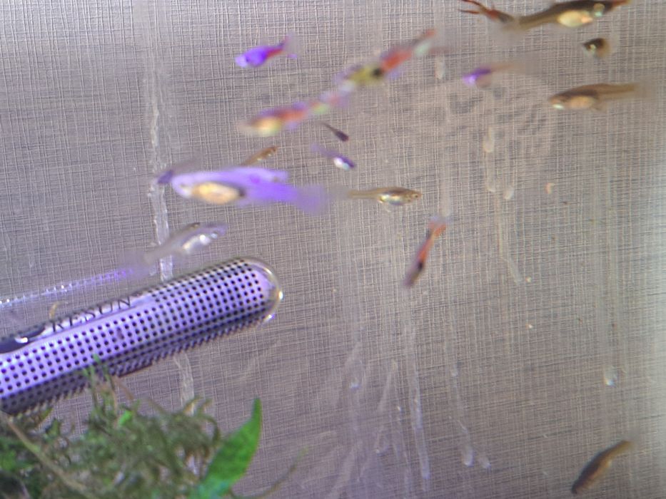 Guppys Endler peixes