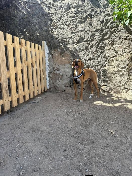 Perdigueiro para adoção responsável