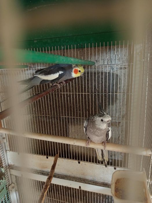 Casal Caturras para cedencia