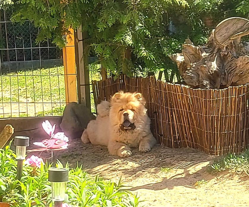 Piękny chłopczyk chow-chow FCI