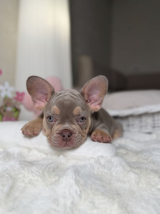 Buldog francuski sunia new shade isabella tan