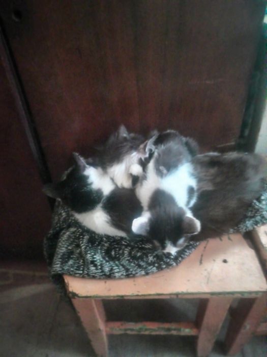 Чудові кошенята безкоштовно