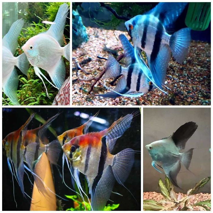 Скалярии болгарин, брильянт обыч и вуаль, голубая, пиной, манакапуру