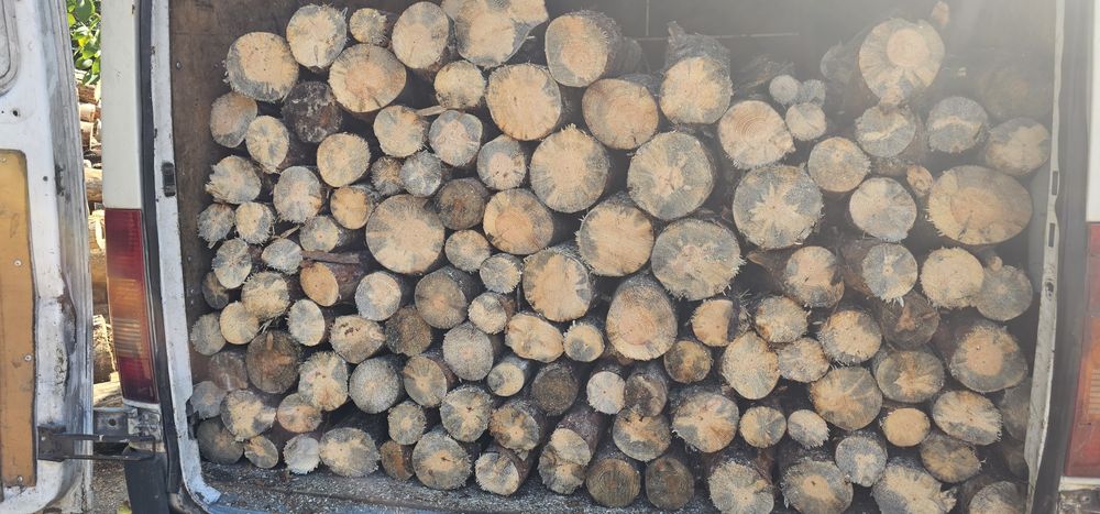 Gałęziówka sosnowa sucha