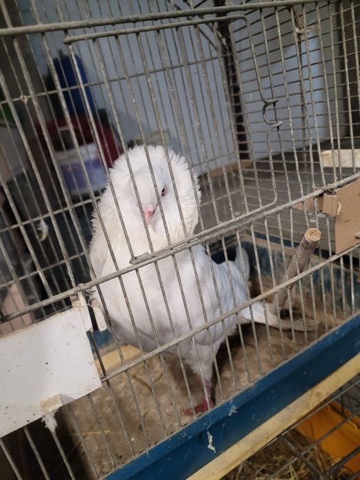 Sprzedam samca kapucyna