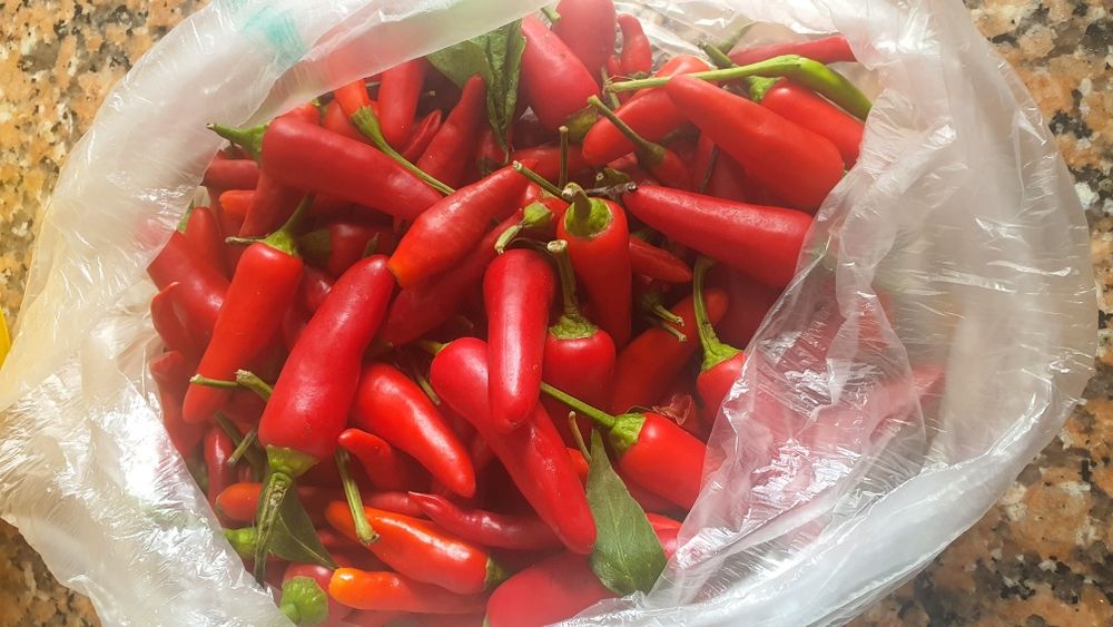 Batata, cebolas, tomates, malaguetas, tudo caseiro