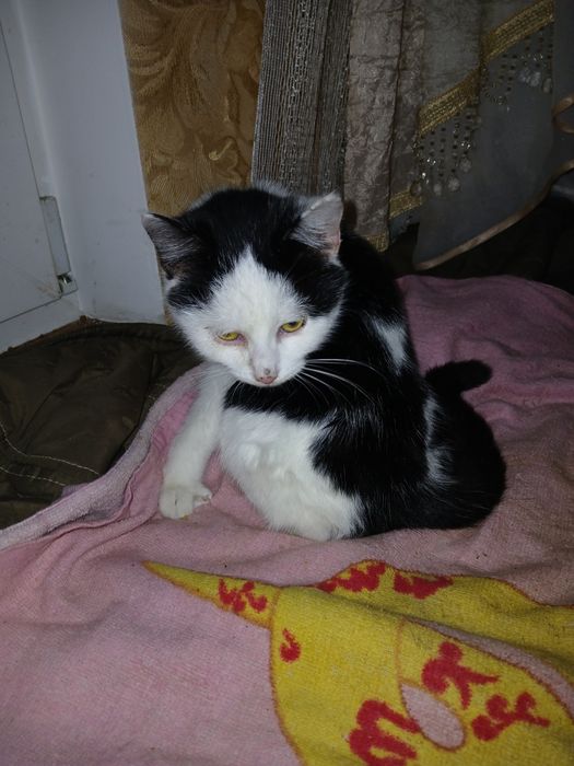 Спасіть кицю від холоду та голоду