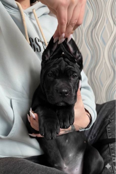 Сім Чорних Дівчаток Кане Корсо! З красивими, виразними головами! KCY