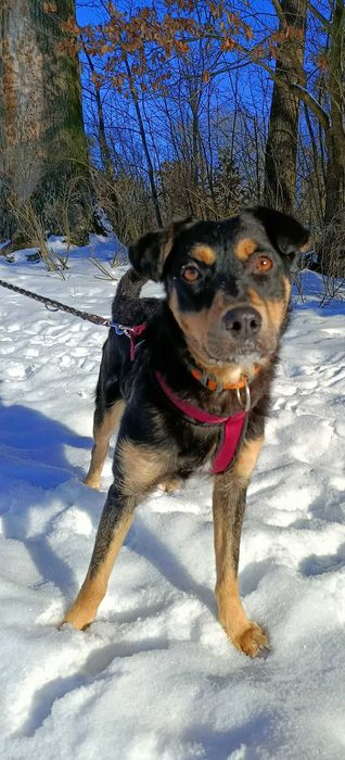 Młoda łagodna przyjazna suczka szuka domu