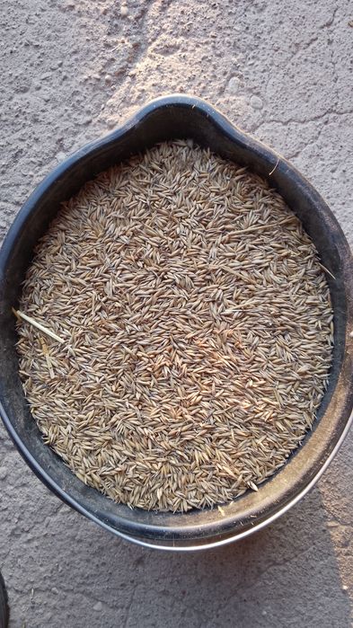 Owies paszowy/opałowy Bingo workowany