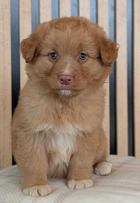 Szczenię Nova Scotia Duck Tolling Retriever