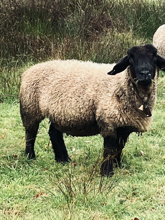 Ovelha sulfock ……..