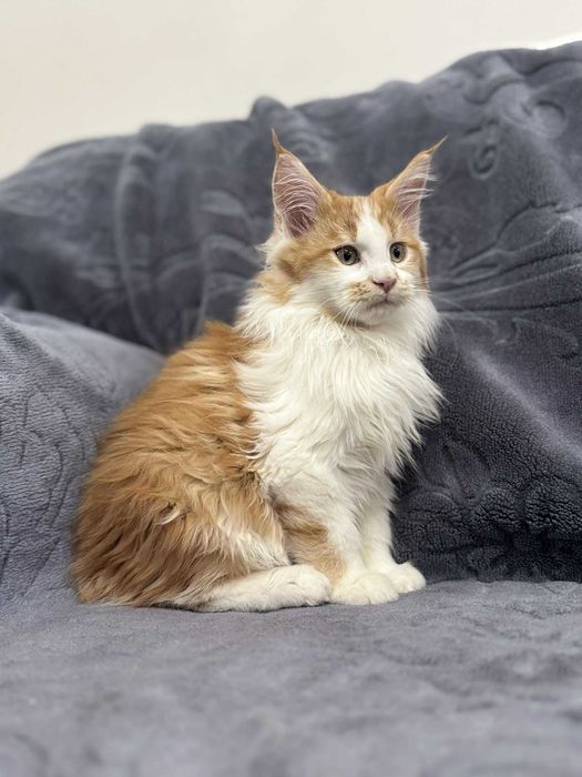 Maine Coon Biało Rudy Bicolour WCF 5 Pokoleniowy Rodowód