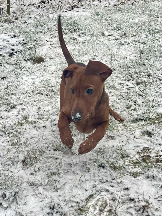 Pinczer średni - pinczer niemiecki - suczka do odbioru