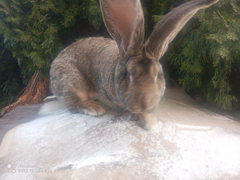 Smczyk BOS zmieni klatkę.
