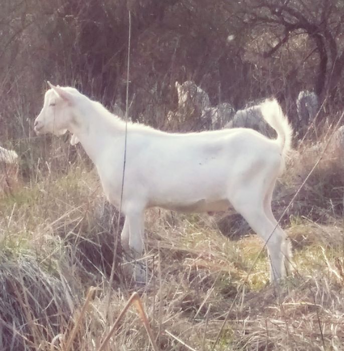 Козлик зааненский