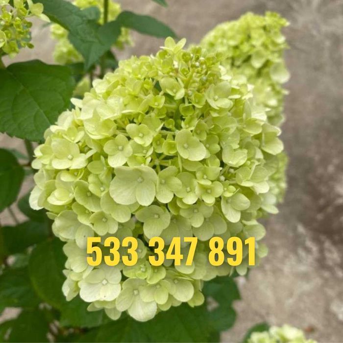 Hortensja 30-50 cm promocja z dostawą gratis