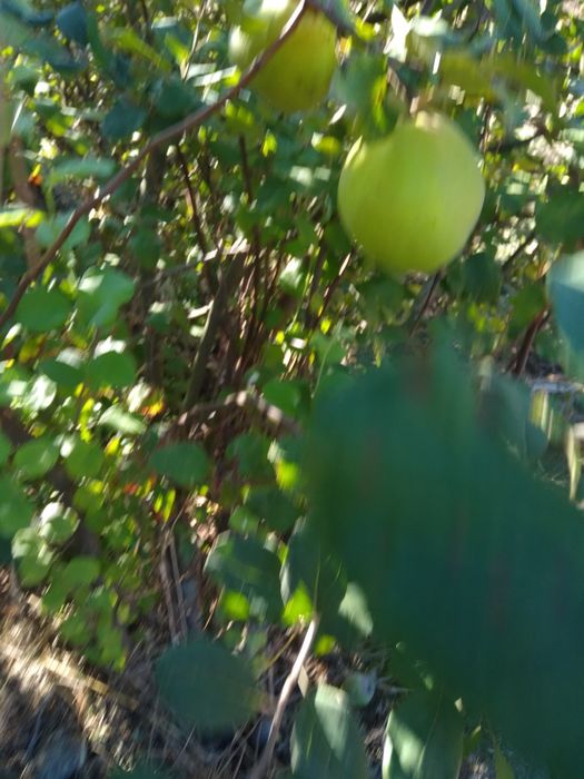 Marmelos biológicos
