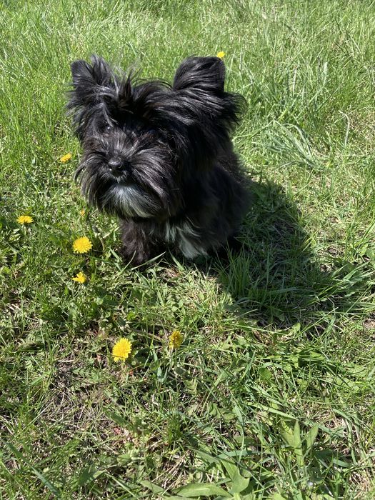 Щенок йоркширского терьер- девочка