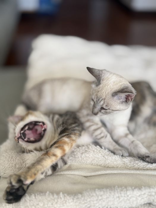 Duas gatas para adoçao