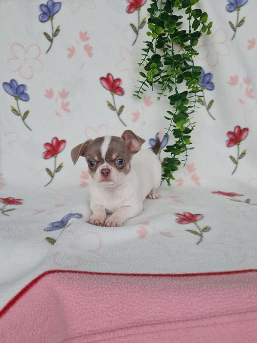 Excelente menina mini Chihuahua/Chiuaua de Qualidade,LinhagemRussa